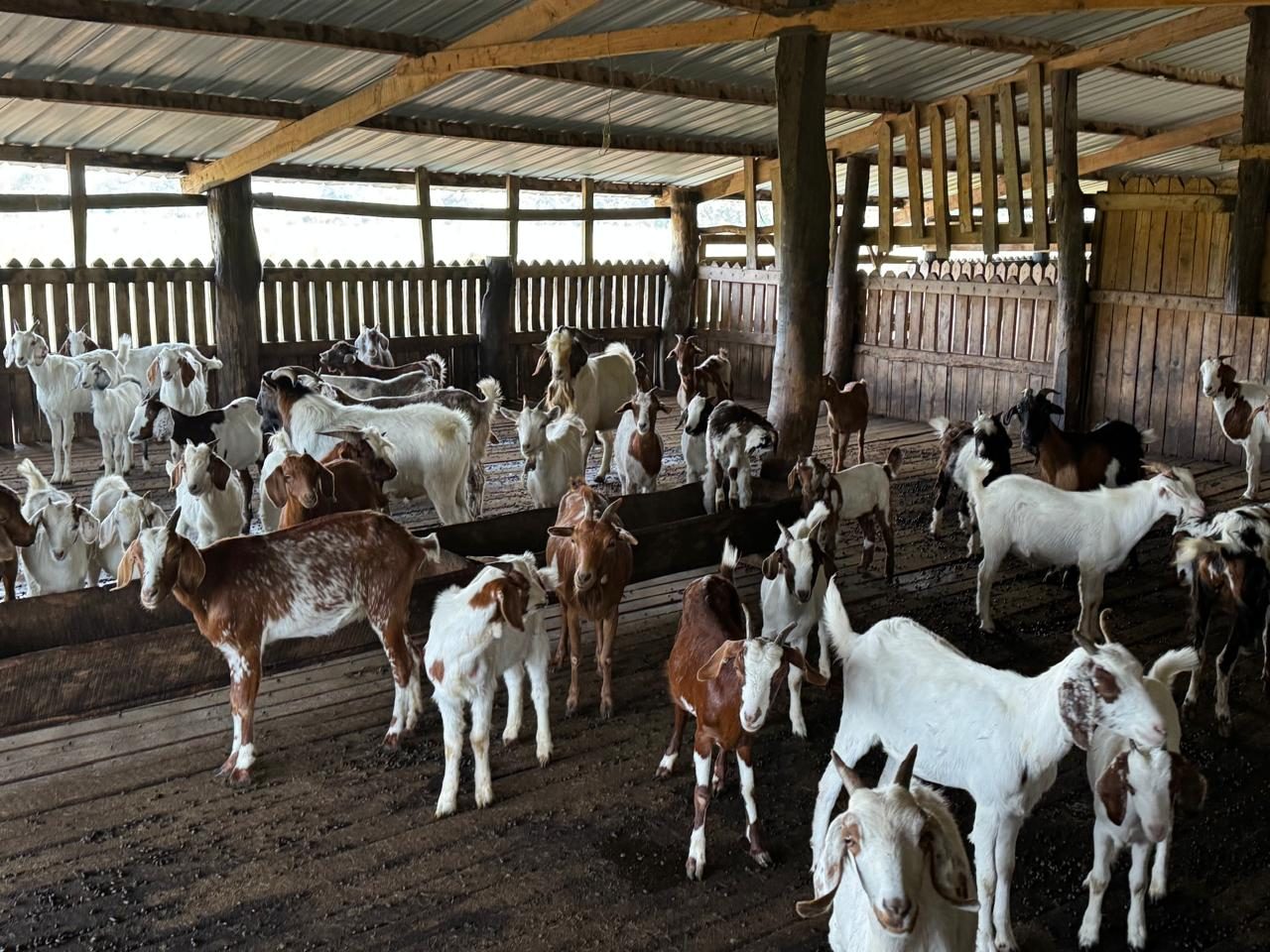 Rebanho de caprinos e ovinos num curral coberto da Fazenda Florescer