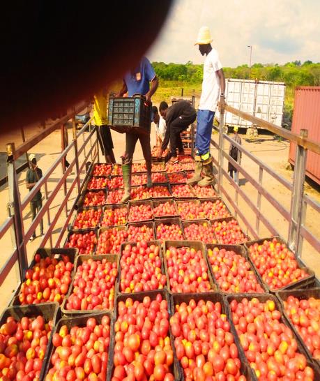 Colheita e triagem de tomate na Fazenda Florescer