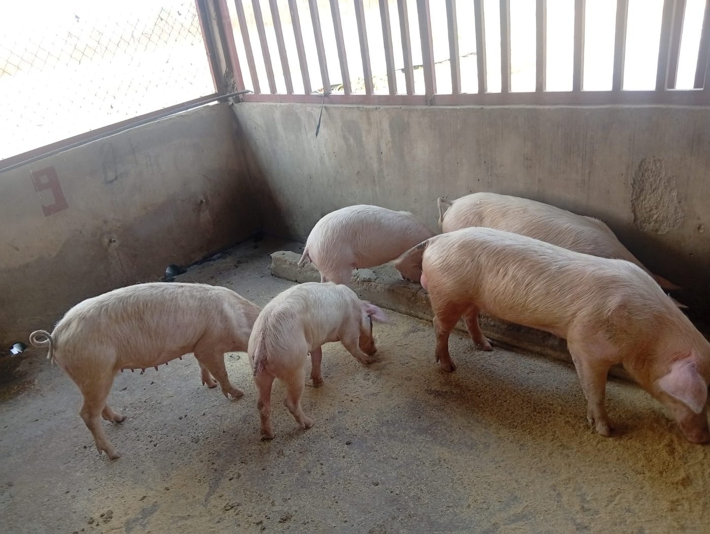 Suínos em baia de engorda a alimentar-se de ração à base de farelo