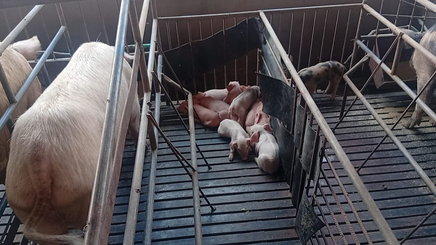 Leitões recém-nascidos em área de descanso aquecida junto à porca