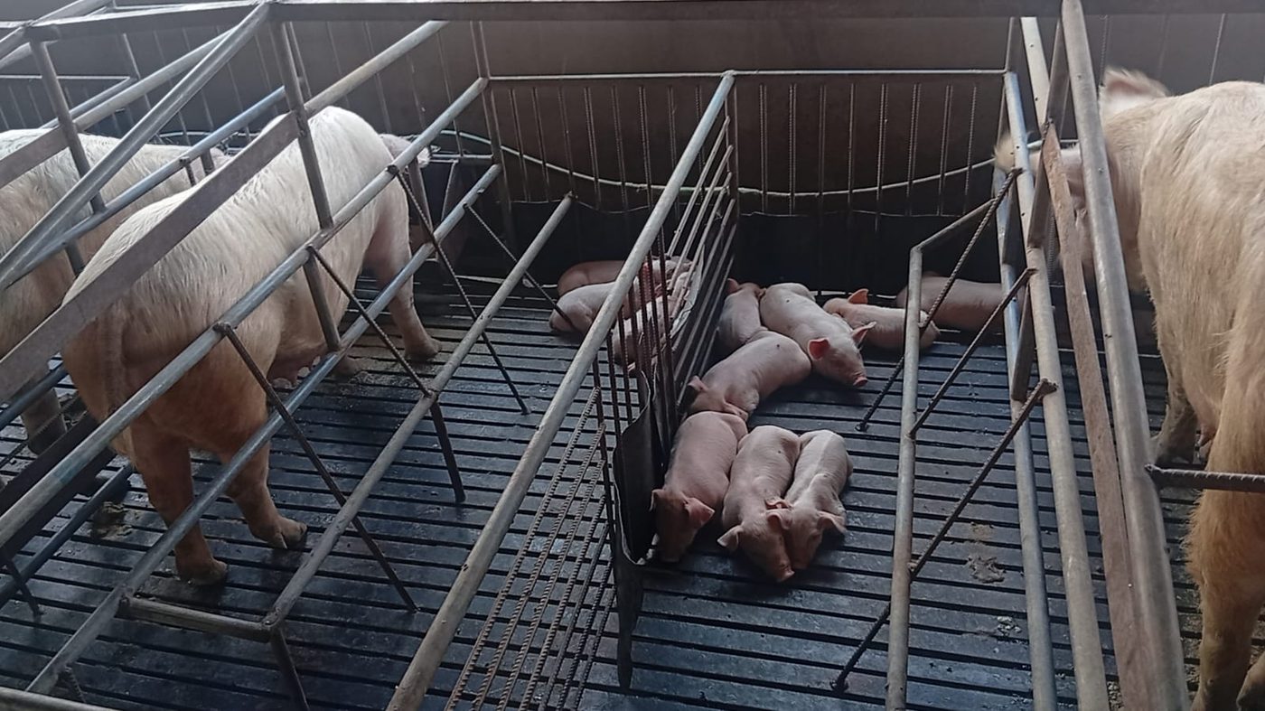 Sala de maternidade de suínos com porcas em celas parideiras e leitões