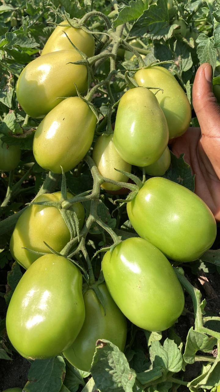 Cacho de tomate tipo roma em maturação numa planta da Fazenda Florescer